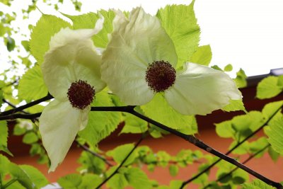 Davidia involucrata - davidie listenová - květ